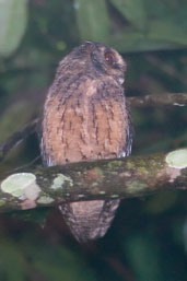 Southern Tawny-bellied Screech-owl, Cristalino, Mato Grosso, Brazil, April 2003 - click for larger image