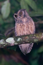 Southern Tawny-bellied Screech-owl, Cristalino, Mato Grosso, Brazil, April 2003 - click for larger image