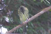 Sharpbill, Boa Nova, Bahia, Brazil, July 2002 - click for larger image