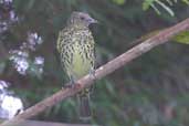 Sharpbill, Boa Nova, Bahia, Brazil, July 2002 - click for larger image