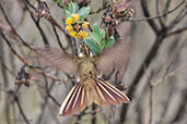 Bearded Helmetcrest, Nevado del Ruiz, Caldas, Colombia, April 2012 - click for larger image