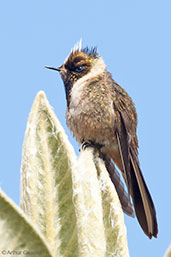 Bearded Helmetcrest, Nevado del Ruiz, Caldas, Colombia, April 2012 - click for larger image