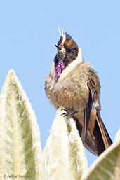 Bearded Helmetcrest, Nevado del Ruiz, Caldas, Colombia, April 2012 - click for larger image