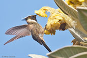 Bearded Helmetcrest, Nevado del Ruiz, Caldas, Colombia, April 2012 - click for larger image