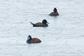   Lake Duck, Lago Panguipulli, Chile, November 2005 - click for larger image