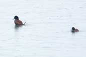   Lake Duck, Lago Panguipulli, Chile, November 2005 - click for larger image