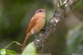 Chestnut-crowned Becard, Parque do Zizo, São Paulo, Brazil, November 2006 - click for larger image