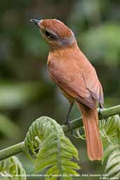 Chestnut-crowned Becard, Parque do Zizo, São Paulo, Brazil, November 2006 - click for larger image