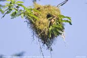 Chestnut-crowned Becard, Camacã, Bahia, Brazil, November 2008 - click for larger image