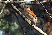 Chestnut-crowned Becard, Serra dos Tucanos, Rio de Janeiro, Brazil, October 2022 - click for larger image