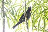 Pink-throated Becard, Sani Lodge, Sucumbios, Ecuador, November 2019 - click for larger image