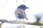 Pink-throated Becard, Sani Lodge, Sucumbios, Ecuador, November 2019 - click for larger image