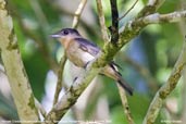 Female Crested Becard, Tamandaré, Pernambuco, Brazil, October 2008 - click for larger image