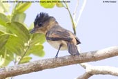 Immature male Crested Becard, Porto Seguro, Brazil, November 2008 - click for larger image