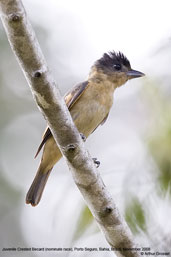 Immature male Crested Becard, Porto Seguro, Brazil, November 2008 - click for larger image