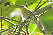 Barred Becard, Cerro Montezuma, Tatama, Risaralda, Colombia, April 2012 - click for larger image