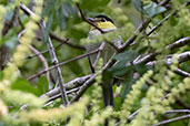 Barred Becard, Atuen Valley, Amazonas, Peru, October 2018 - click for larger image