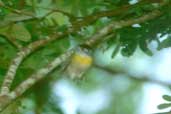 Male Green-backed Becard, Pirapora, Minas Gerais, Brazil, February 2002 - click for larger image