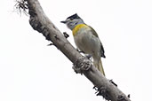 Green-backed Becard, Santuário do Caraça, Minas Gerais, Brazil, October 2022 - click for larger image