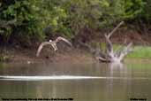 Osprey, Pantanal, Mato Grosso, Brazil, December 2006 - click for larger image