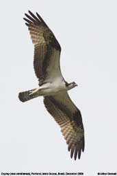 Osprey, Pantanal, Mato Grosso, Brazil, December 2006 - click for larger image