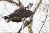 Osprey, Pantanal, Mato Grosso, Brazil, December 2006 - click for larger image