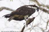 Osprey, Pantanal, Mato Grosso, Brazil, December 2006 - click for larger image