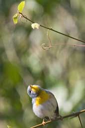 Northern Parula, La Güira, Cuba, February 2005 - click on image for a larger view