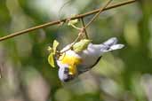 Northern Parula, La Güira, Cuba, February 2005 - click on image for a larger view