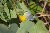 Northern Parula, La Güira, Cuba, February 2005 - click on image for a larger view