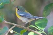Northern Parula, Soplillar, Zapata Swamp, Cuba, February 2005 - click on image for a larger view