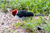 Yellow-billed Cardinal, Pantanal, Mato Grosso Brazil, December 2006 - click for larger image