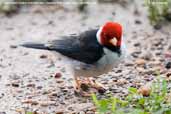 Yellow-billed Cardinal, Pantanal, Mato Grosso Brazil, December 2006 - click for larger image