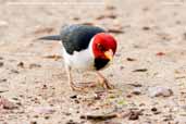 Yellow-billed Cardinal, Pantanal, Mato Grosso Brazil, December 2006 - click for larger image