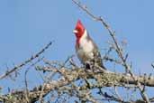 Red-crested Cardinal, Barra do Quaraí, Rio Grande do Sul, Brazil, August 2004 - click for larger image