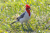 Red-crested Cardinal, Lagoa do Peixe, Rio Grande do Sul, Brazil, October 2022 - click for larger image