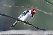 Red-cowled Cardinal, Serra de Baturité, Ceará, Brazil, October 2008 - click for larger image