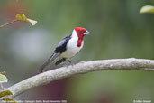 Red-cowled Cardinal, Camaçari, Brazil, November 2008 - click for larger image