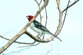 Red-cowled Cardinal, Januária, Minas Gerais, Brazil, February 2002 - click for larger image