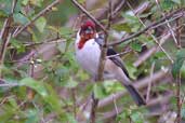 Immature Red-cowled Cardinal, Chapada Diamantina, Bahia, Brazil, July 2002 - click for larger image