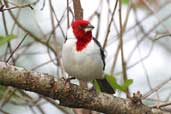 Red-cowled Cardinal, Chapada Diamantina, Bahia, Brazil, July 2002 - click for larger image