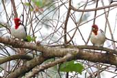 Adult with Immature Red-cowled Cardinal, Chapada Diamantina, Bahia, Brazil, July 2002 - click for larger image