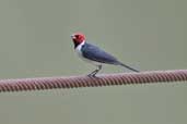 Red-capped Cardinal, Carajás, Brazil, October 2005 - click for larger image