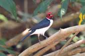 Red-capped Cardinal, Carajás, Brazil, October 2005 - click for larger image