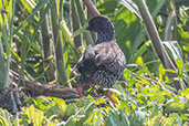 Spotted Rail, Piracicaba, Sao Paulo, Brazil, October 2022 - click for larger image