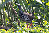 Spotted Rail, Piracicaba, Sao Paulo, Brazil, October 2022 - click for larger image