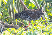 Spotted Rail, Piracicaba, Sao Paulo, Brazil, October 2022 - click for larger image