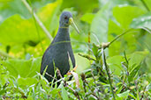Blackish Rail, Cerro Montezuma, Tatama, Risaralda, Colombia, April 2012 - click for larger image