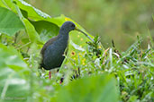 Blackish Rail, Cerro Montezuma, Tatama, Risaralda, Colombia, April 2012 - click for larger image