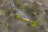 Female Tropical Parula, rio Camaquã, Rio Grande do Sul, Brazil, August 2004 - click for larger image